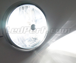 Ampoule HB3 LED Moto Ajustable - Eclairage Blanc Pur